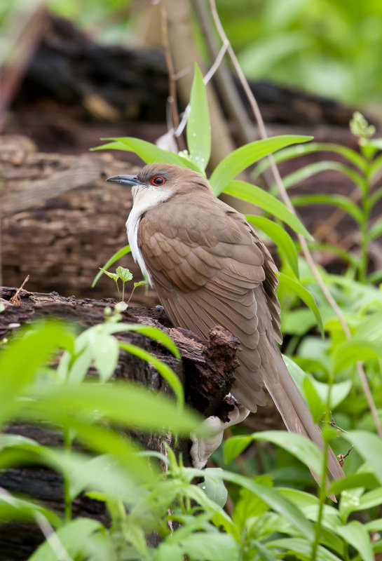 Coulicou a bec jaune (Yellow-billed Cuckoo)