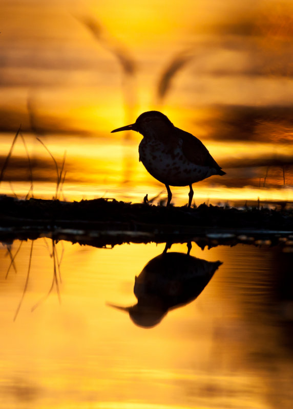 Chevalier grivel (Spotted Sandpiper)