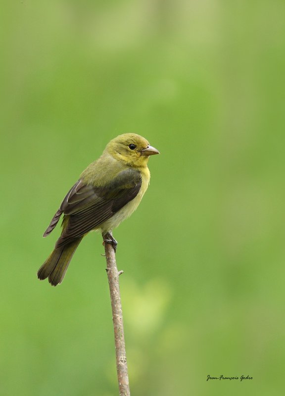 Piranga carlate (Scarlet Tanager)  Femelle
