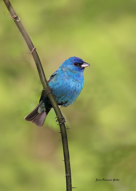 Passerin indigo (Indigo Bunting)