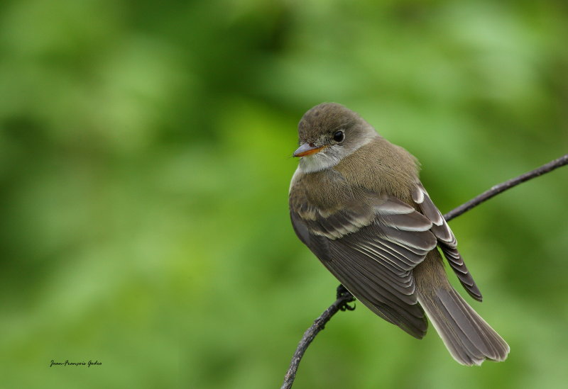 Moucherolle des saules (Willow Flycatcher)