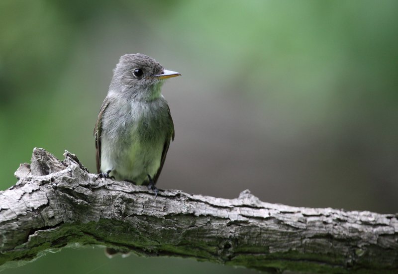 Pioui de l'est (Eastern Wood-Pewee)
