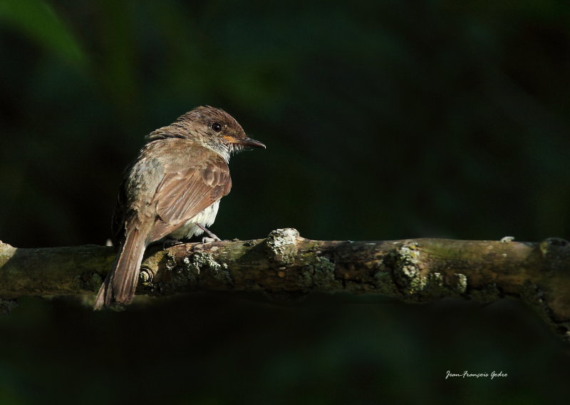 Moucherolle phbi (Eastern Phoebe)