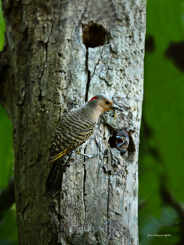Pic flamboyant (Northern Flicker)