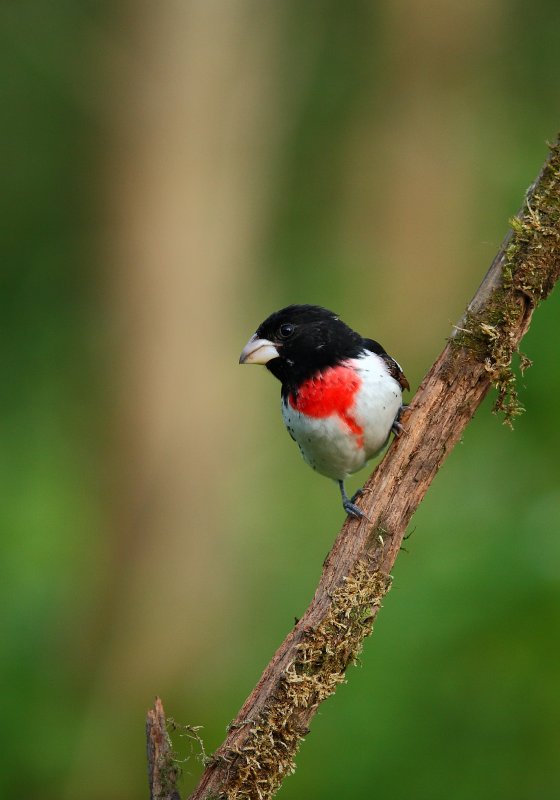 Cardinal a poitrine rose (Rose-breasted Grosbeak)
