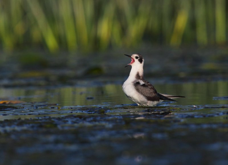 Guifette noire (Black Tern)  Juv