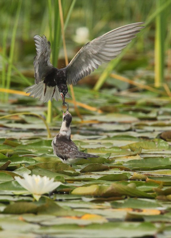 Guifette noire (Black Tern)