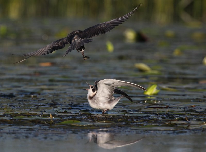 Guifette noire (Black Tern)