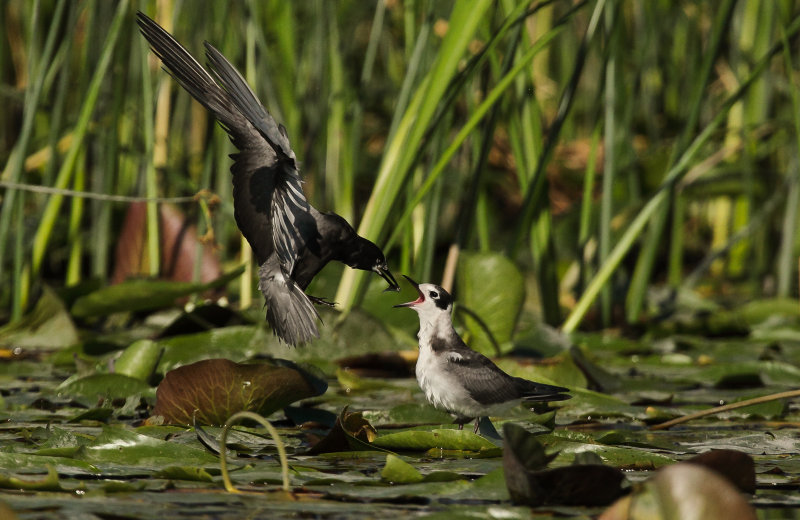 Guifette noire (Black Tern)