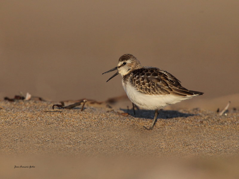 Bcasseau a croupion blanc (White-rumped Sandpiper)