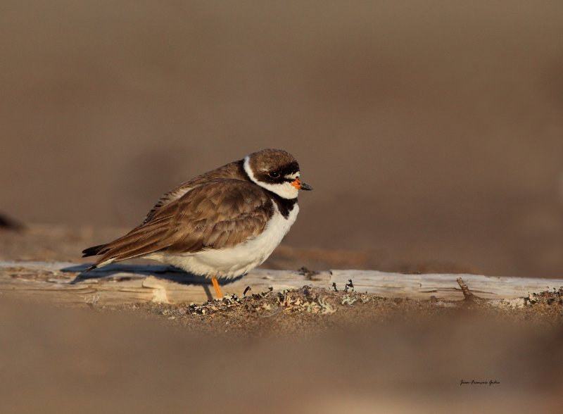 Pluvier semipalm (Semipalmated Plover)