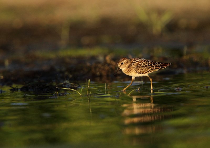 Bcasseau minuscule (Least Sandpiper)