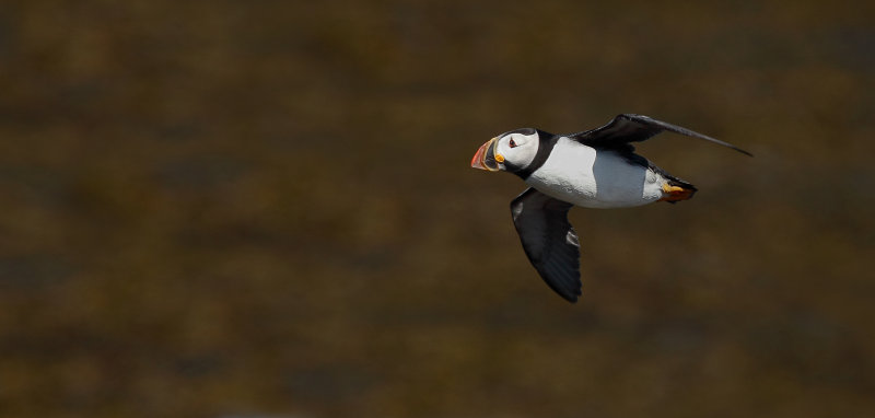 Macareux moine (Atlantic Puffin)
