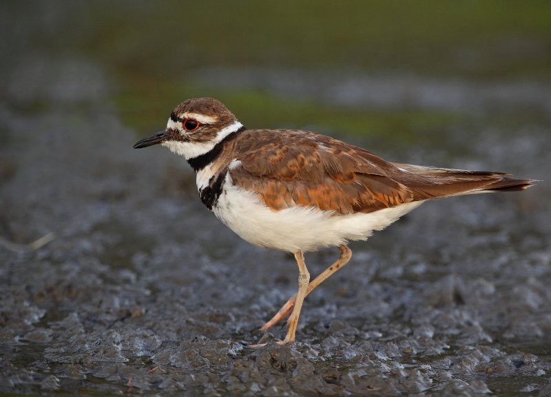 Pluvier Kildir (Killdeer)