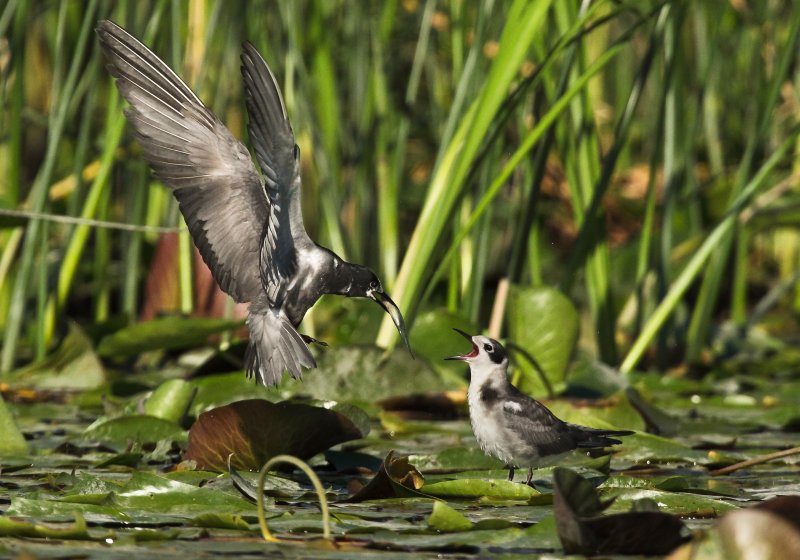 Guifette noire (Black Tern)