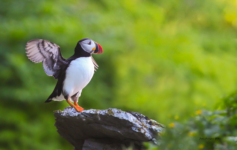 Macareux moine (Atlantic Puffin)