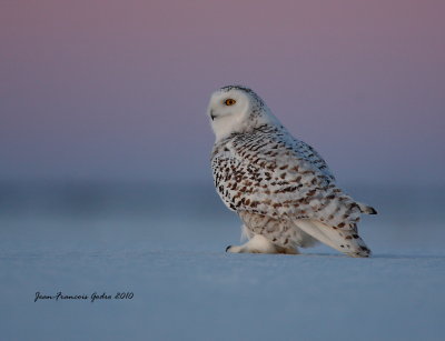 harfang des neiges ( Snowy Owl)