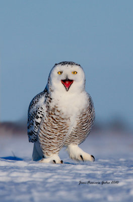 Harfang des neiges  (Snowy Owl)