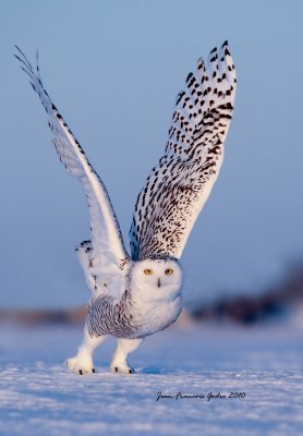 Harfang des neiges (Snowy Owl)