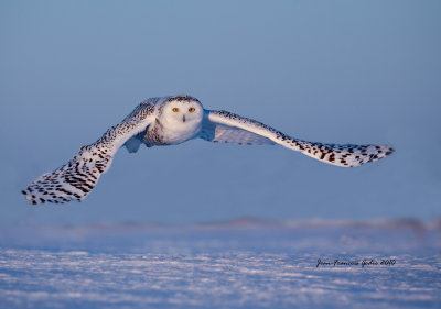 Harfang des neiges  (Snowy Owl)