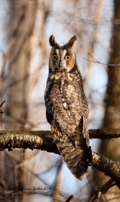 Hibou moyen-duc (Long-eared Owl)