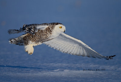 Harfang des neiges (Snowy Owl)