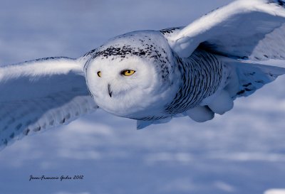 Harfang des neiges  (Snowy Owl)