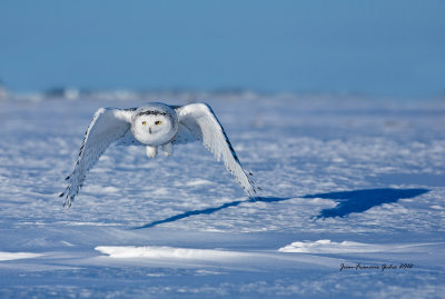 Harfang des neiges  (Snowy Owl)