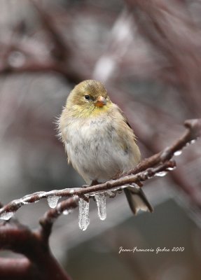 Chardonneret jaune (American Goldfinch)