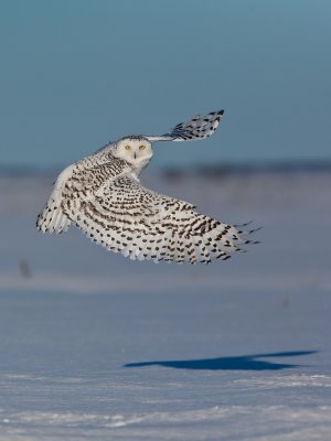 Harfang des neiges  (Snowy Owl)