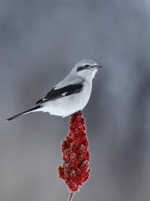 Pie-griche grise( Northern Shrike)