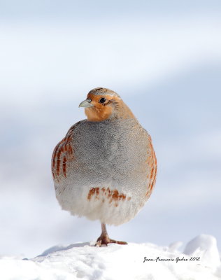 Perdrix grise (Gray Partridge)