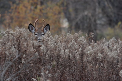 Cerf de Virginie(White-tailed deer)