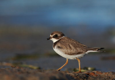 Pluvier semipalm (Semipalmated Plover)