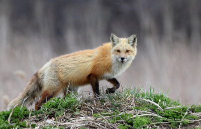 Renard roux(Red Fox)