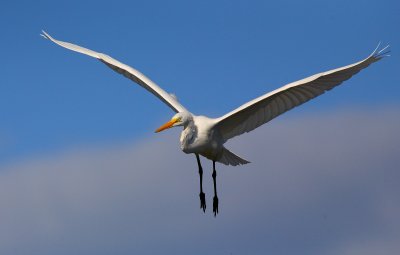 Grande aigrette (Great Egret)