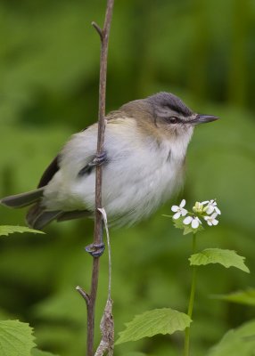 Viro aux yeux rouges (Red-eyed Vireo)