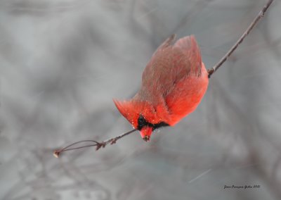 Cardinal rouge (Northern Cardinal)