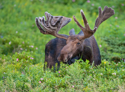 Orignal (Moose)