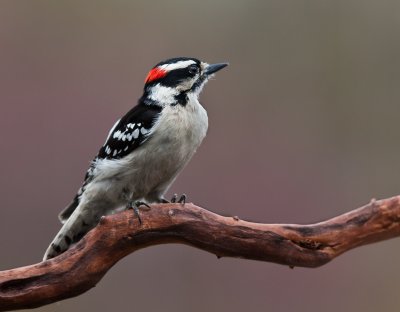 Pic mineur (Downy Woodpecker)