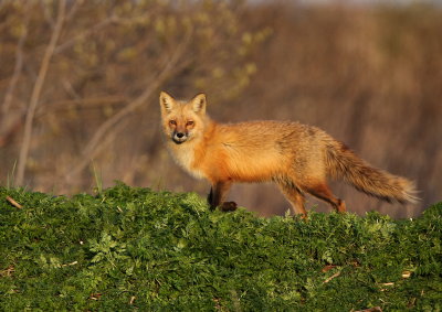 Renard roux(Red Fox)