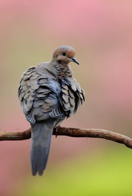 Tourterelle triste (Mourrning Dove)