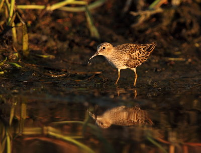 Bcasseau minuscule (Least Sandpiper)