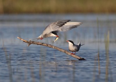 Sterne pierregarin (Common Tern)