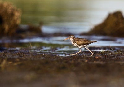Chevalier grivel (Spotted Sandpiper)  