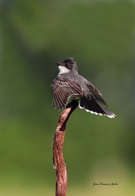 Tyran tritri (Eastern Kingbird)