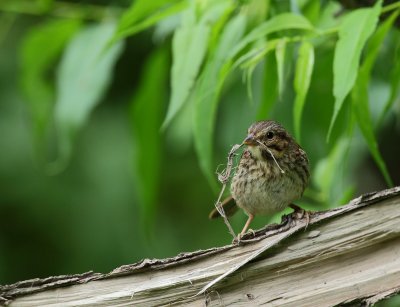 Bruant  chanteur, juv (Song Sparrow)