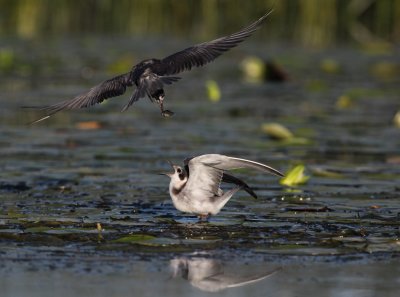 Guifette noire (Black Tern)