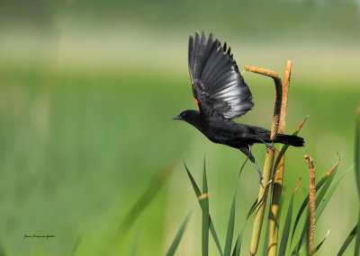 Carouge a paulettes (Red-winged Blackbird)