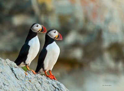 Macareux moine (Atlantic Puffin)